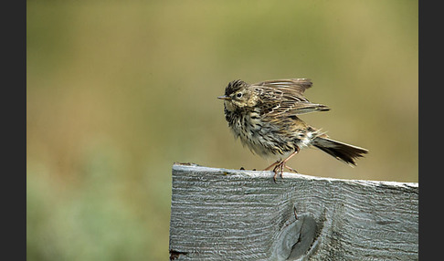 Wiesenpieper (Anthus pratensis)