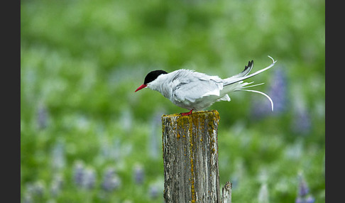 Küstenseeschwalbe (Sterna paradisaea)