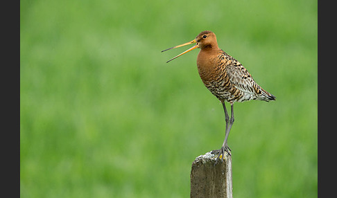 Uferschnepfe (Limosa limosa)