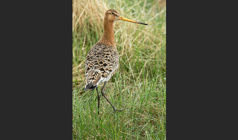 Uferschnepfe (Limosa limosa)