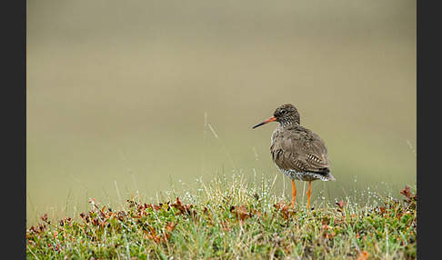 Rotschenkel (Tringa totanus)