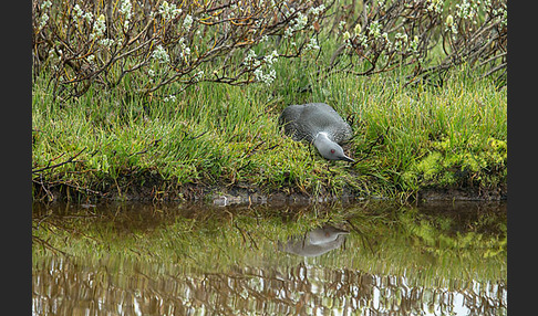 Sterntaucher (Gavia stellata)