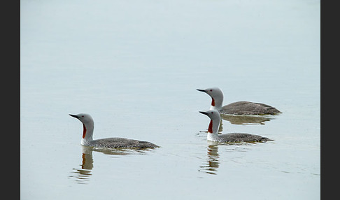 Sterntaucher (Gavia stellata)