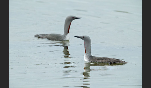 Sterntaucher (Gavia stellata)