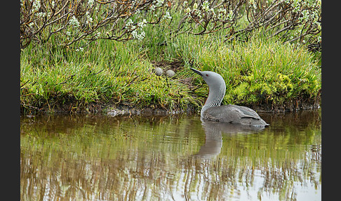 Sterntaucher (Gavia stellata)