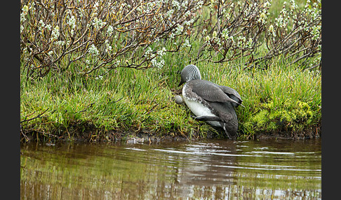 Sterntaucher (Gavia stellata)