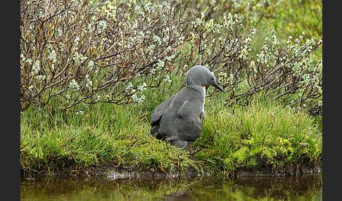 Sterntaucher (Gavia stellata)