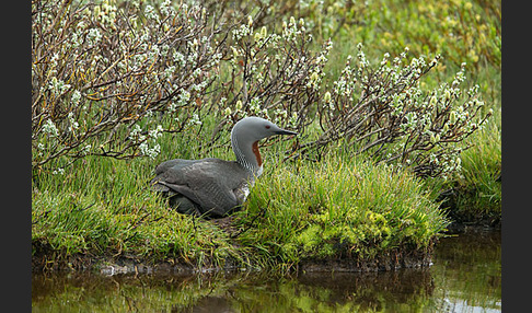 Sterntaucher (Gavia stellata)