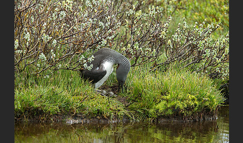 Sterntaucher (Gavia stellata)