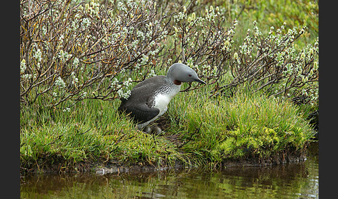 Sterntaucher (Gavia stellata)