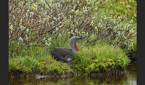 Sterntaucher (Gavia stellata)