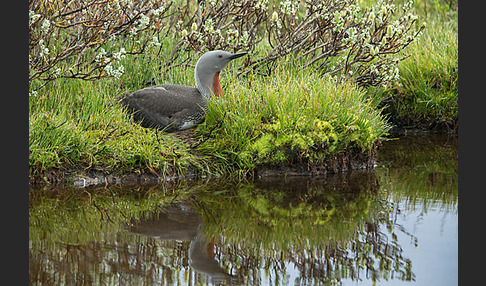 Sterntaucher (Gavia stellata)