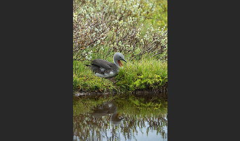 Sterntaucher (Gavia stellata)