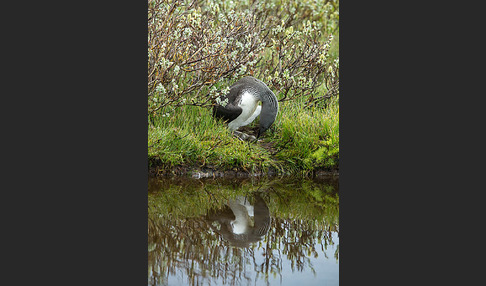 Sterntaucher (Gavia stellata)