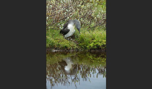 Sterntaucher (Gavia stellata)