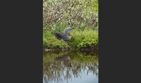 Sterntaucher (Gavia stellata)