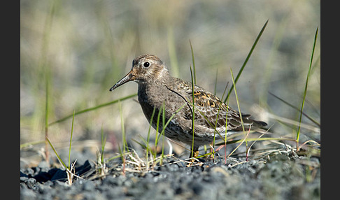 Meerstrandläufer (Calidris maritima)