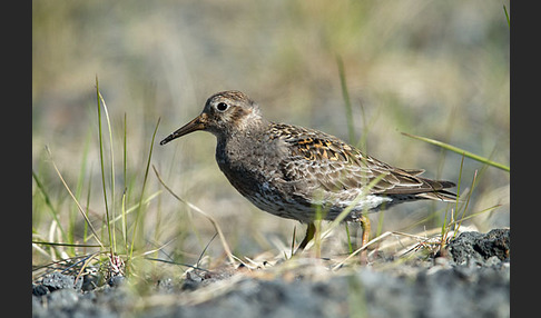 Meerstrandläufer (Calidris maritima)