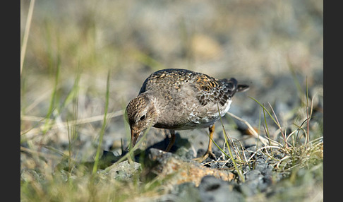 Meerstrandläufer (Calidris maritima)