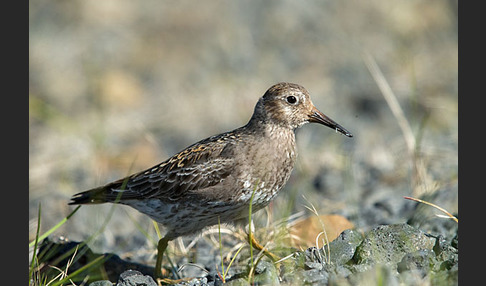 Meerstrandläufer (Calidris maritima)