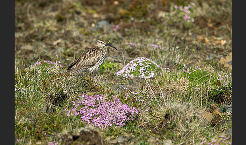 Regenbrachvogel (Numenius phaeopus)