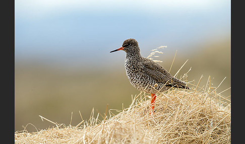 Rotschenkel (Tringa totanus)