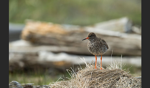 Rotschenkel (Tringa totanus)