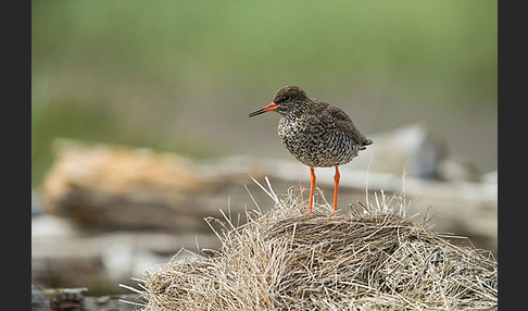 Rotschenkel (Tringa totanus)