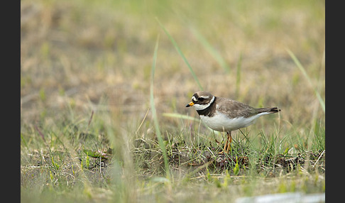 Sandregenpfeifer (Charadrius hiaticula)