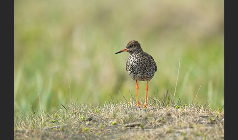 Rotschenkel (Tringa totanus)