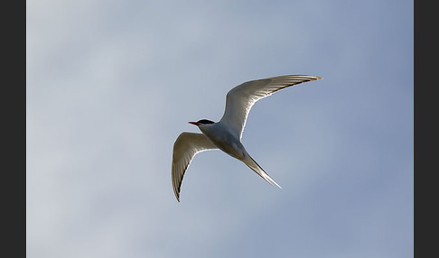 Küstenseeschwalbe (Sterna paradisaea)