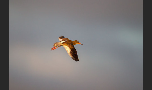 Rotschenkel (Tringa totanus)