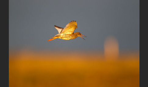 Rotschenkel (Tringa totanus)