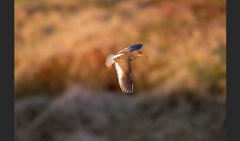 Rotschenkel (Tringa totanus)