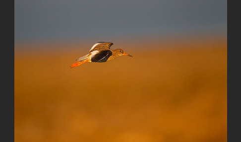 Rotschenkel (Tringa totanus)