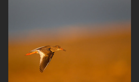 Rotschenkel (Tringa totanus)