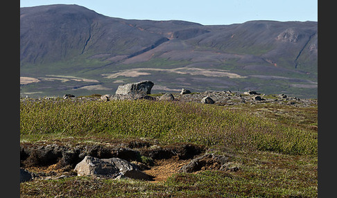 Island (Iceland)