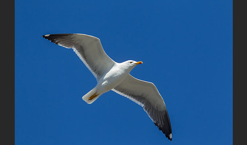 Mantelmöwe (Larus marinus)