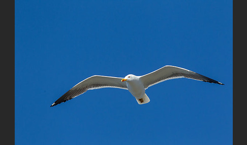 Mantelmöwe (Larus marinus)