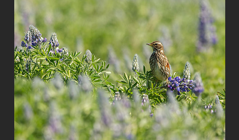 Rotdrossel (Turdus iliacus)