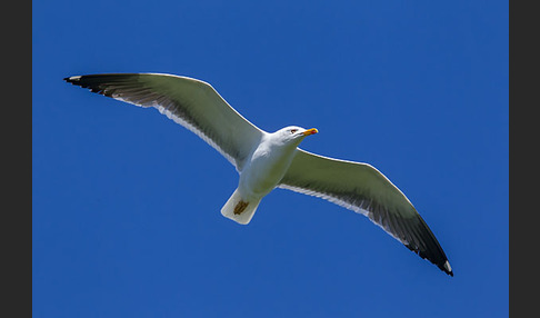 Mantelmöwe (Larus marinus)