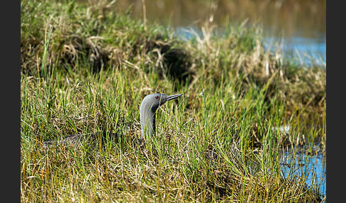 Sterntaucher (Gavia stellata)