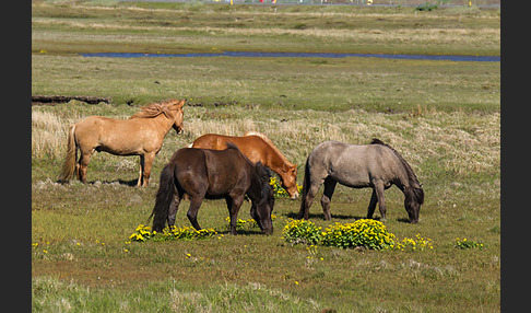 Islandpony (Equus caballus sspec. 1)