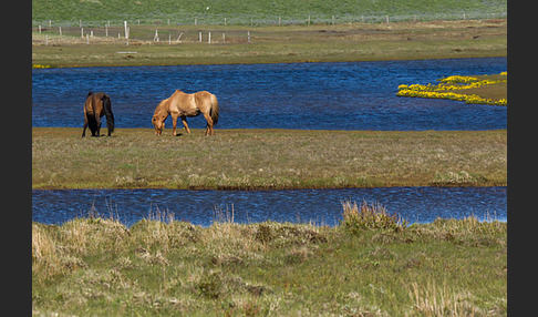 Islandpony (Equus caballus sspec. 1)