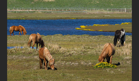 Islandpony (Equus caballus sspec. 1)