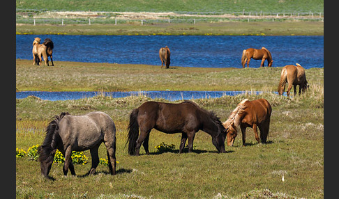 Islandpony (Equus caballus sspec. 1)