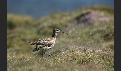 Regenbrachvogel (Numenius phaeopus)