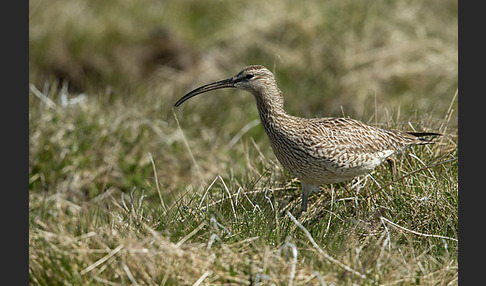 Regenbrachvogel (Numenius phaeopus)