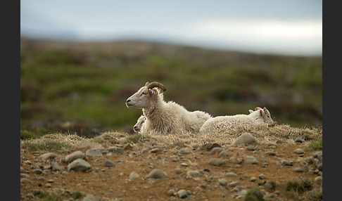 Islandschaf (Ovis orientalis f. aries)