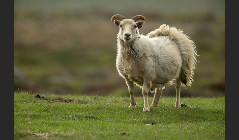 Islandschaf (Ovis orientalis f. aries)